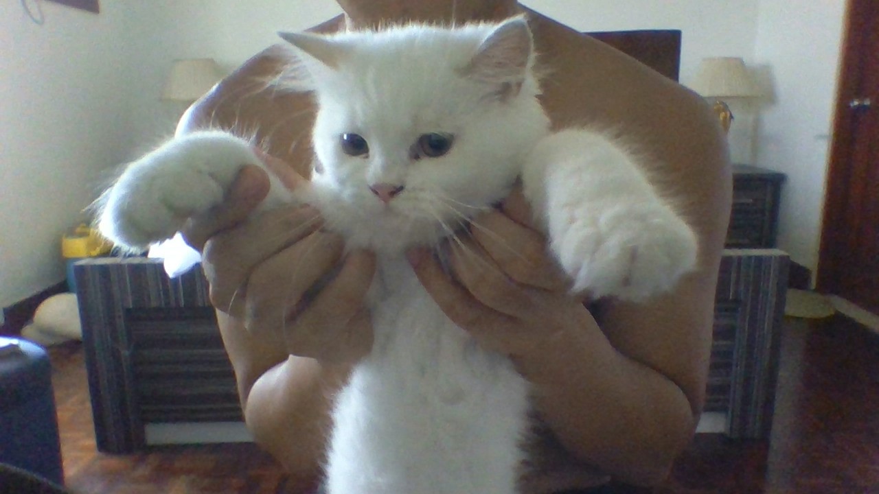 Siamese
